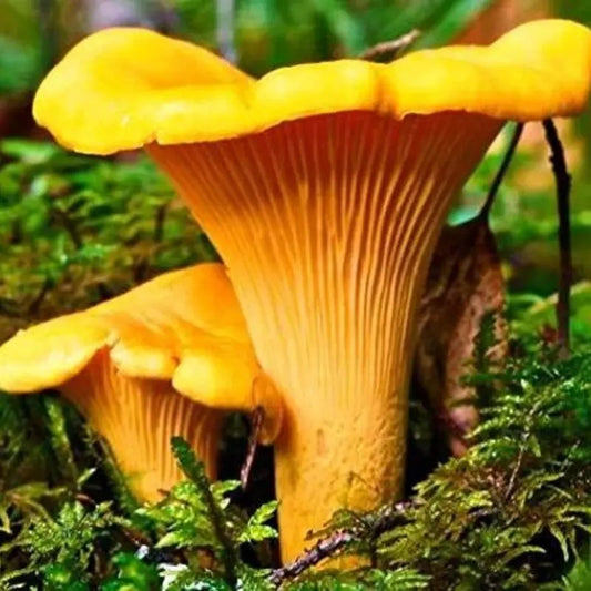 Premium Chanterelle Mushroom Spores Seeds for Home Cultivation
