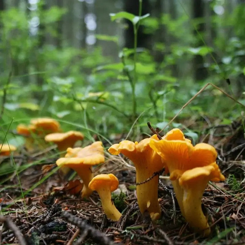 Premium Chanterelle Mushroom Spores Seeds for Home Cultivation