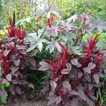 250 Prince's Feather 'Oeschberg' Amaranthus Seeds