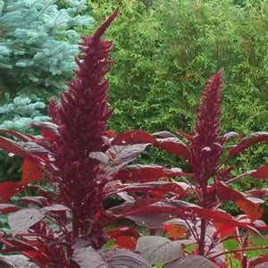 250 Prince's Feather 'Oeschberg' Amaranthus Seeds