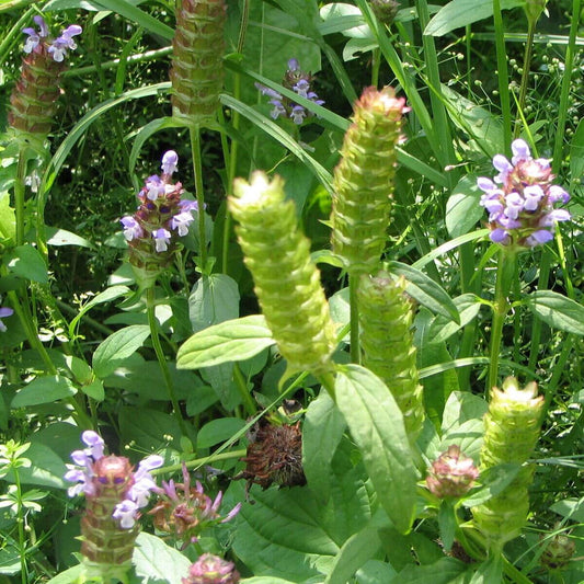 1000 Allheal Seeds - Prunella vulgaris