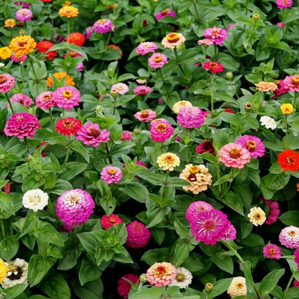 Pumila Mix Zinnia flowers in vibrant colors, easy-to-grow cut-and-come-again blooms for borders, containers, and pollinator gardens. Seed World