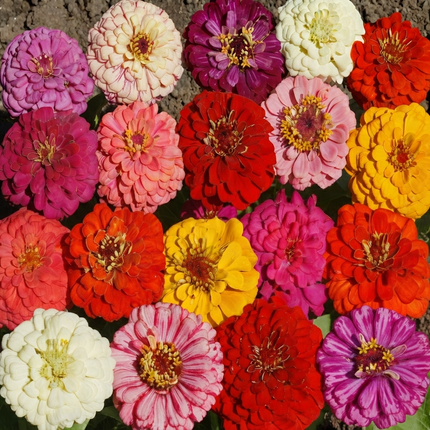 100 Pumila Mix Zinnia Seeds – Cut and Come Again | Colorful Dwarf Flowers