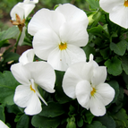 Pure White
