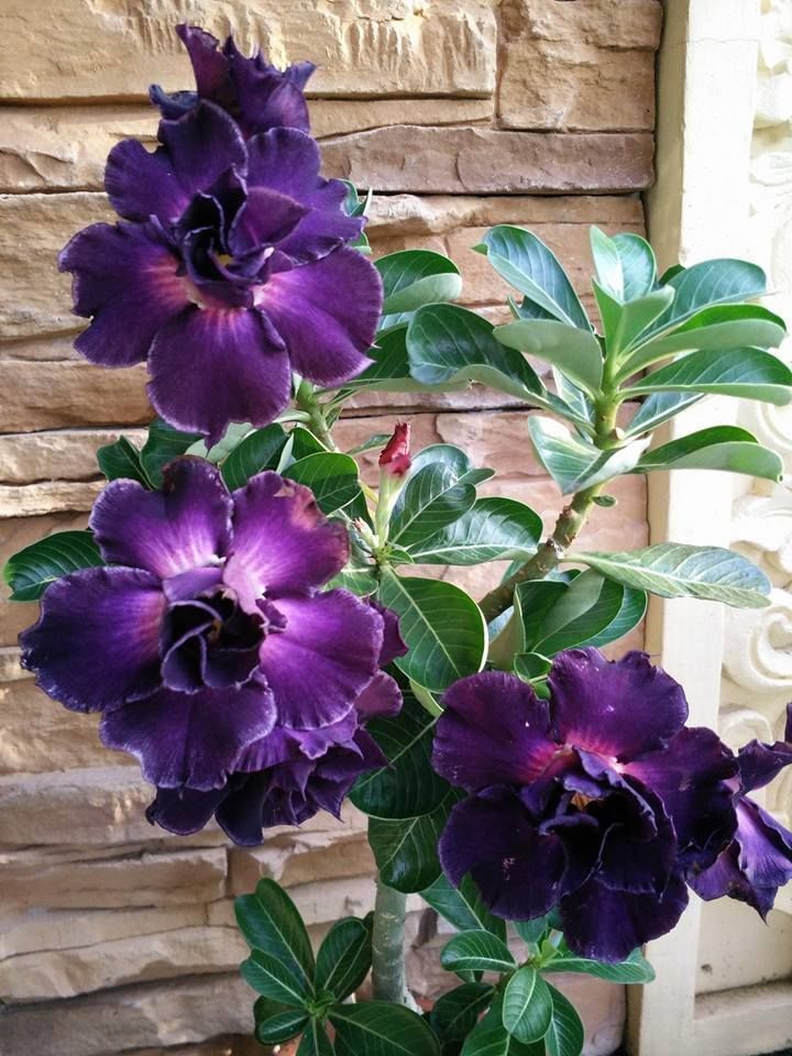 4 Desert Rose Seeds - Adenium Obesum