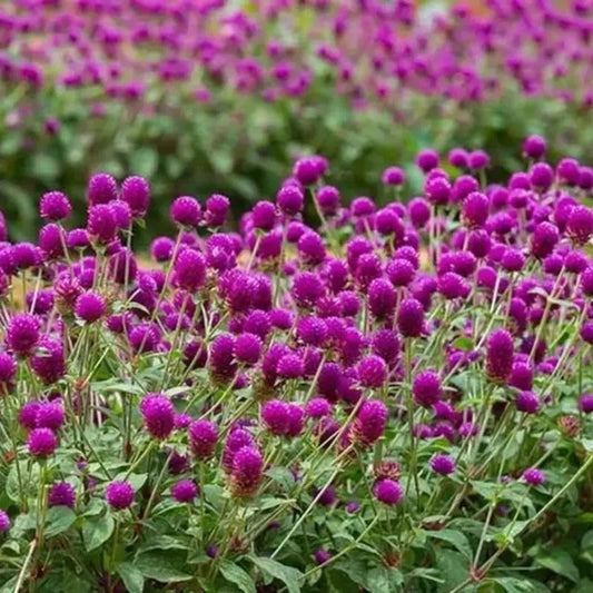 200 Gomphrena Globosa Seeds