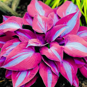 100 Purple Blue Hosta Plantaginea Seeds