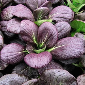 200 Purple Lady Bok Choy Seeds