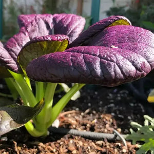 200 Purple Lady Bok Choy Seeds