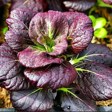 200 Purple Lady Bok Choy Seeds