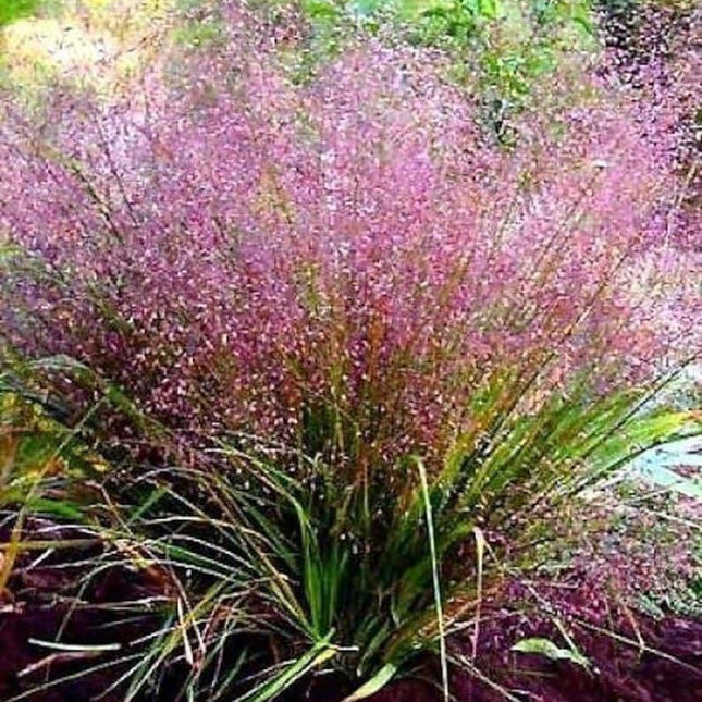 Pink flowering plant with green leaves in a natural setting