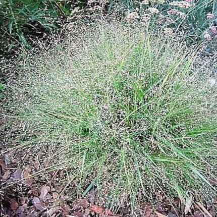 Spiky green plant with small flowers in a natural setting