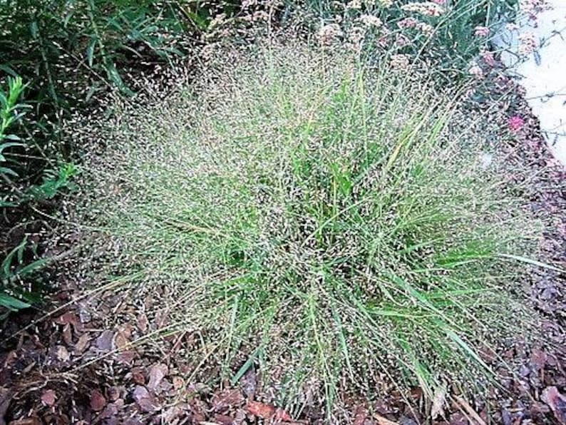 Spiky green plant with small flowers in a natural setting