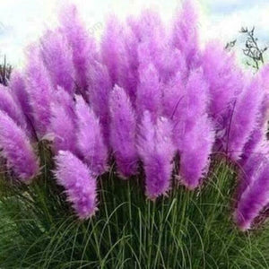 200 Purple Pampas Grass Seeds