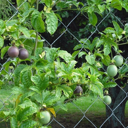 40 Purple Passion Fruit Seeds (Passiflora edulis) – Tropical Vine Fruit