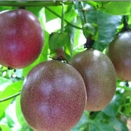 40 Purple Passion Fruit Seeds (Passiflora edulis) – Tropical Vine Fruit