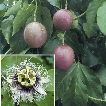 40 Purple Passion Fruit Seeds (Passiflora edulis) – Tropical Vine Fruit