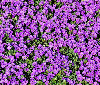 400 Purple Rock Cress Seeds