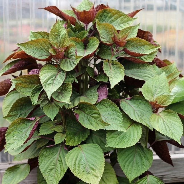 350 Purple Shiso Seeds - Perilla frutescens | Heirloom Non-GMO
