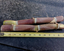 2 Purple Sugarcane Cuttings