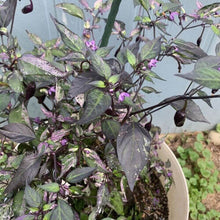 60 Purple Tiger Pepper Seeds