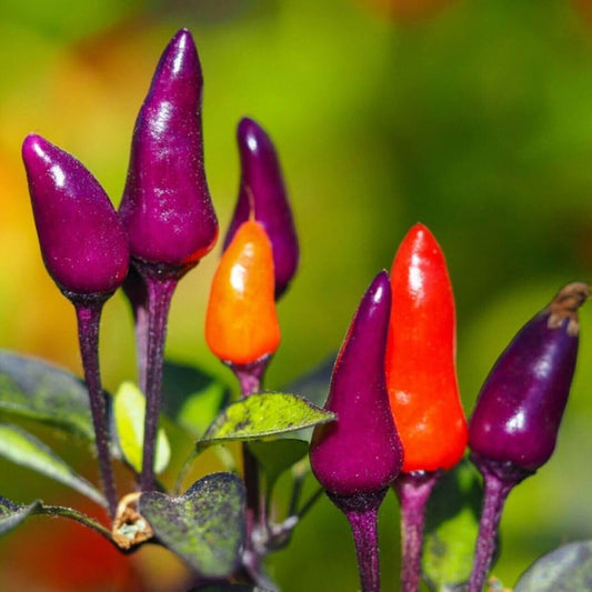 60 Purple Tiger Pepper Seeds