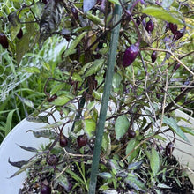 60 Purple Tiger Pepper Seeds