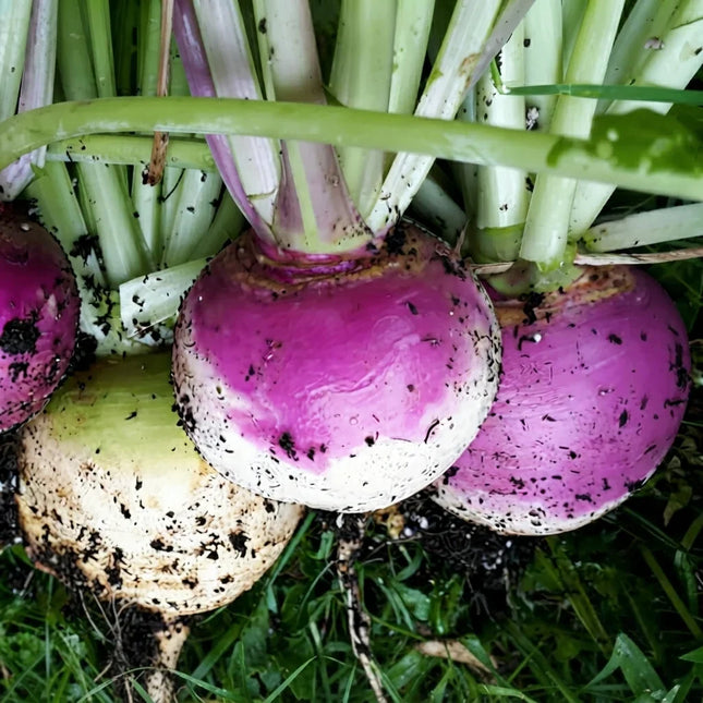 700 Purple Top Turnip Seeds | Heirloom | Non-GMO Vegetable Seeds
