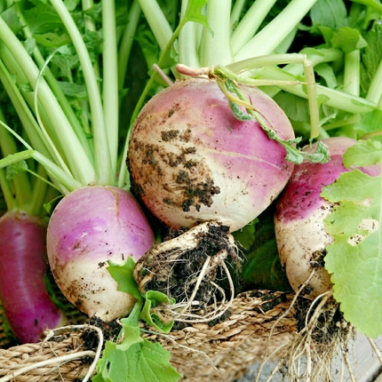 700 Purple Top Turnip Seeds | Heirloom | Non-GMO Vegetable Seeds