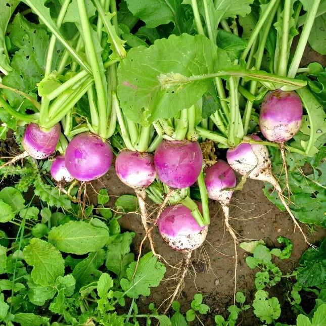 700 Purple Top Turnip Seeds | Heirloom | Non-GMO Vegetable Seeds