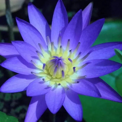 Close-up of a purple water lily with a yellow center.