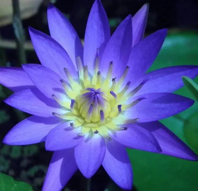 Close-up of a purple water lily with a yellow center.
