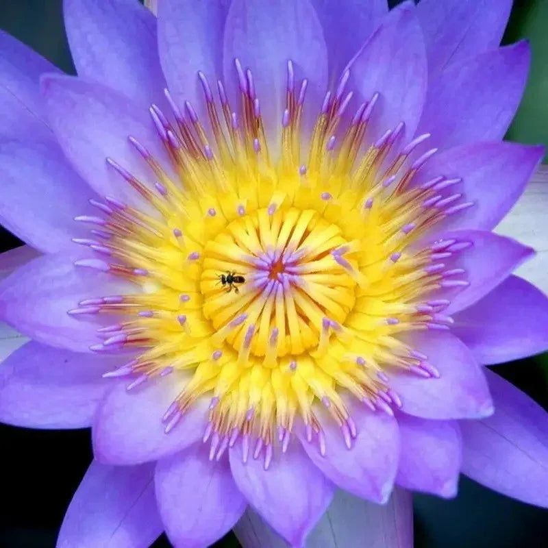 Close-up of a purple water lily with a yellow center