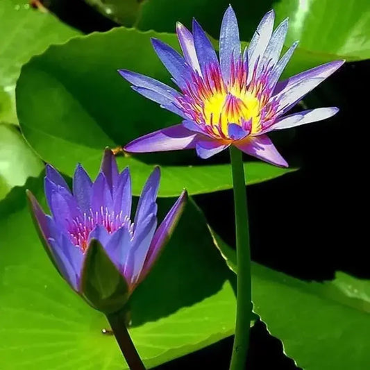 Two purple water lilies with a green leaf background