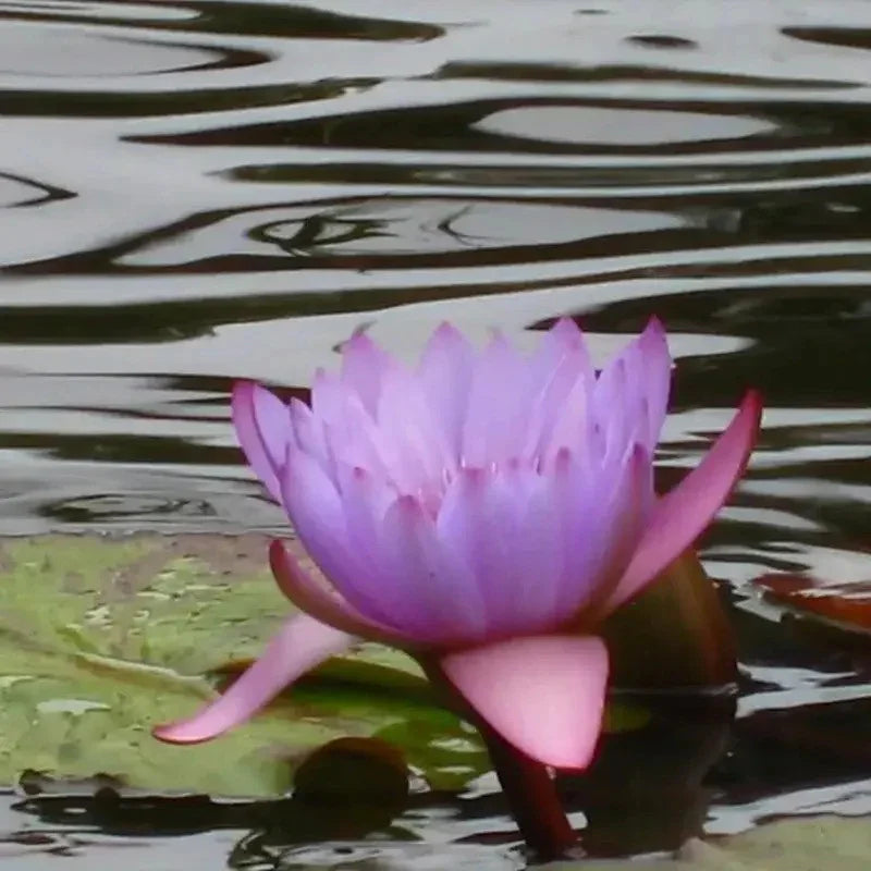 Pink water lily flower on a pond with ripples