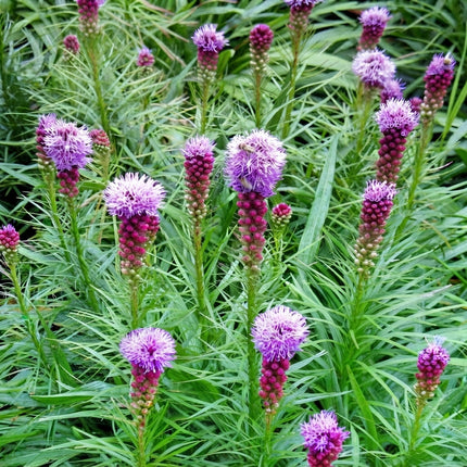 Purple Blazing Star (Liatris spicata) wildflowers with vibrant purple flower spikes. Seed World