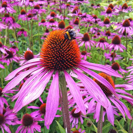 Purple Coneflower (Echinacea) blooms attracting pollinators, perfect for wildflower gardens, cut flowers, and native landscapes. Seed World