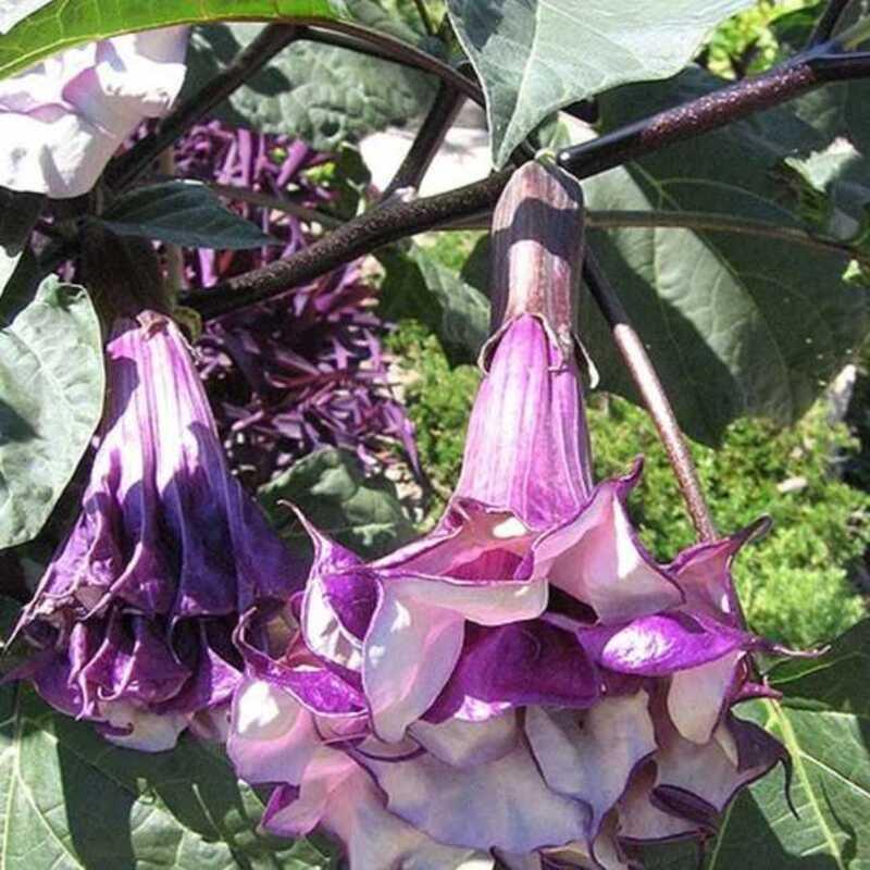Close-up of purple and white flowers with green leaves