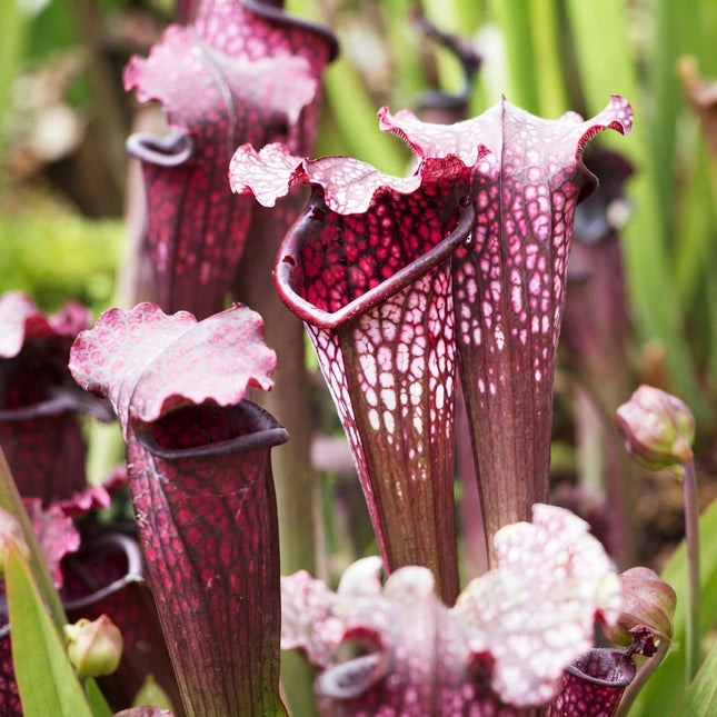 Purple Pitcher Plant Seeds – Sarracenia purpurea Carnivorous Plant with Striking Red-Purple Pitchers for Bog Gardens and Unique Plant Collections. Seed World