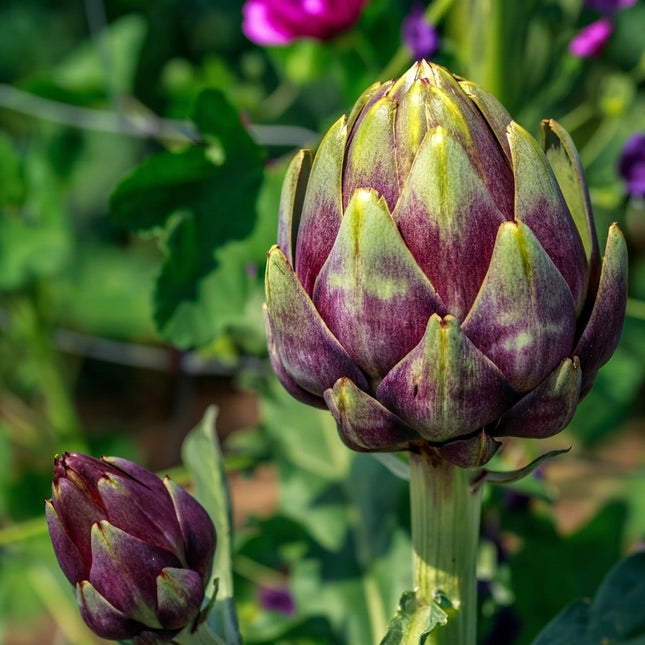 Purple Romagna Artichoke with large purple and green flower buds growing on sturdy stems in a garden. Seed World