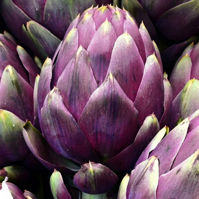 80 Purple Romagna Artichoke Seeds – Italian Heirloom Artichoke