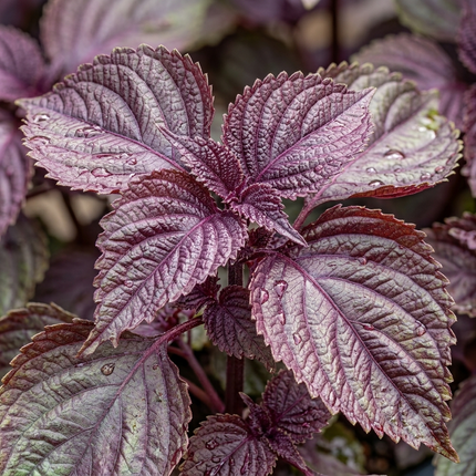 350 Purple Shiso Seeds - Perilla frutescens | Heirloom Non-GMO