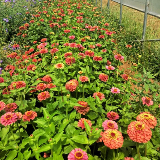 100 Queen Lime Red Zinnia Seeds