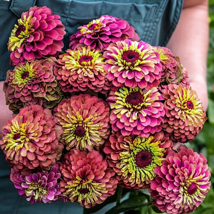 Queen Lime Red Zinnia Seeds – Unique Rose Red and Lime Green Double Flowers for Cut Flower Gardens, Beds and Borders. Seed World