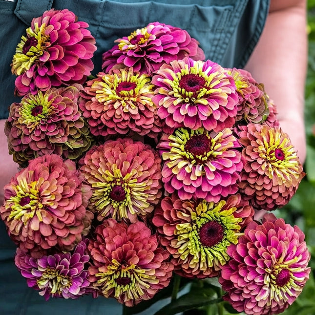 Queen Lime Red Zinnia Seeds – Unique Rose Red and Lime Green Double Flowers for Cut Flower Gardens, Beds and Borders. Seed World