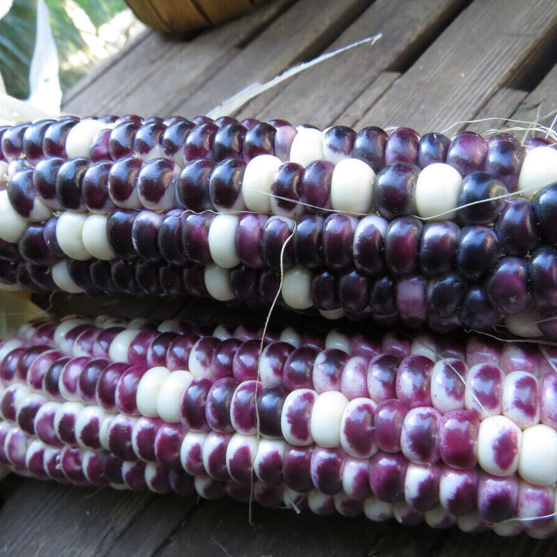 Rainbow Ornamental Corn Seeds