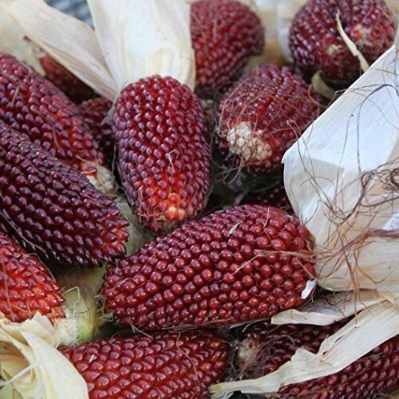 Rainbow Ornamental Corn Seeds