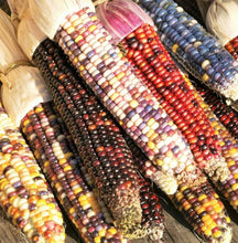 Rainbow Ornamental Corn Seeds