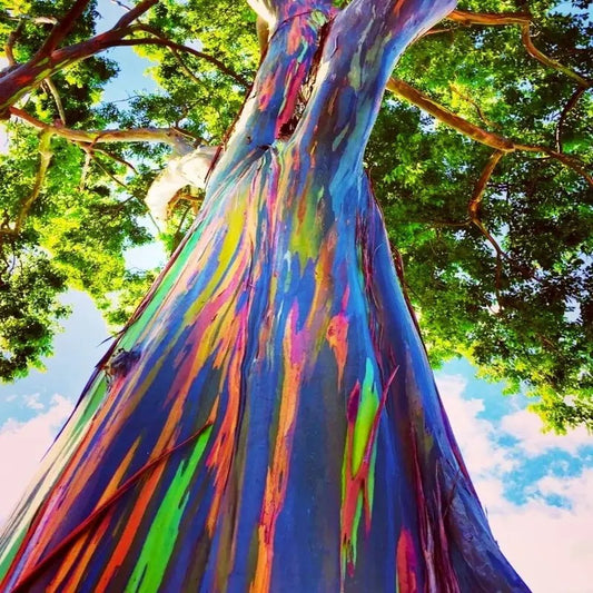 Upward view of rainbow eucalyptus trunk with bright rainbow-colored bark