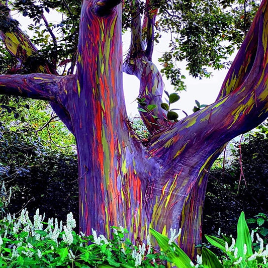 Rainbow eucalyptus tree with multicolored bark in a lush tropical garden